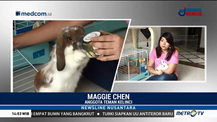 Komunitas Ini Sosialisasikan Cara Tepat Memelihara Kelinci