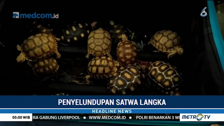 Bea Cukai Batam Gagalkan Penyelundupan Satwa Langka asal Malaysia