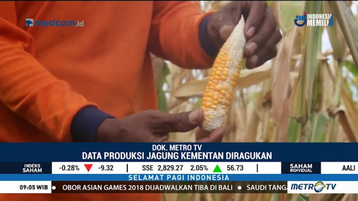 Pasokan Pakan Minim Picu Penurunan Produktivitas Ayam dan Telur