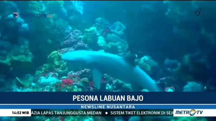 Menikmati Keindahan Bawah Laut Labuan Bajo