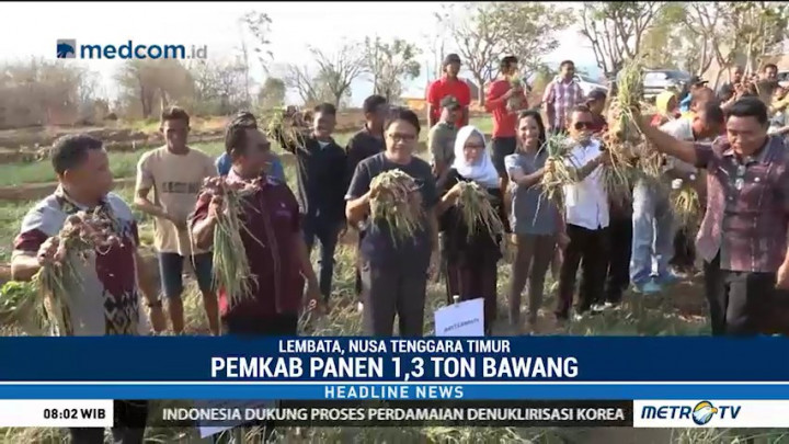 Kabupaten Lembata Panen Perdana Bawang Merah 1,3 Ton