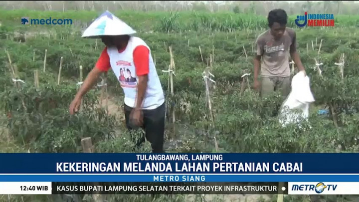 Kekeringan, Petani di Lampung Gagal Panen