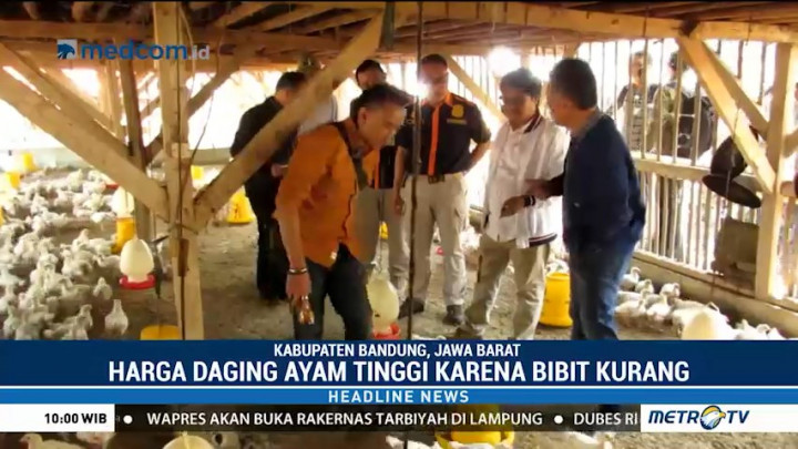 KPPU Sidak Peternakan Ayam