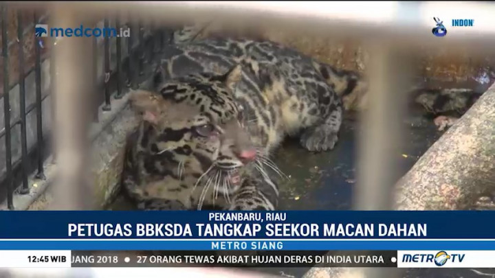 Petugas BBKSDA Riau Tangkap Seekor Macan Dahan