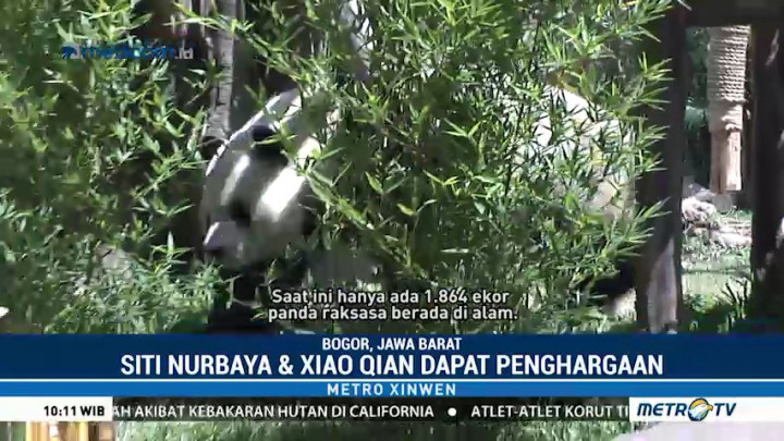 Panda TSI Dapat Penghargaan Internasional