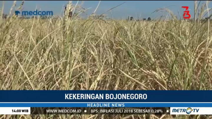 Kekeringan, Tanaman Padi di Bojonegoro Rusak dan Mati