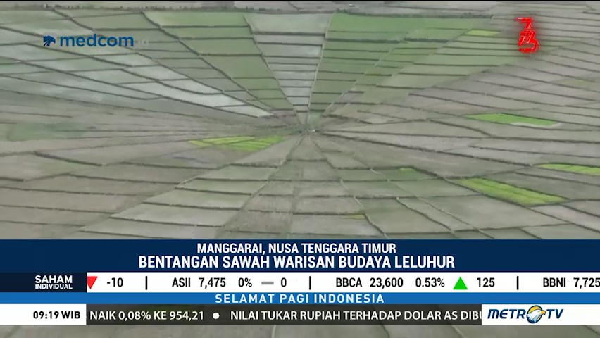 Lihat Uniknya Sawah Berbentuk Jaring Laba-laba di Manggarai