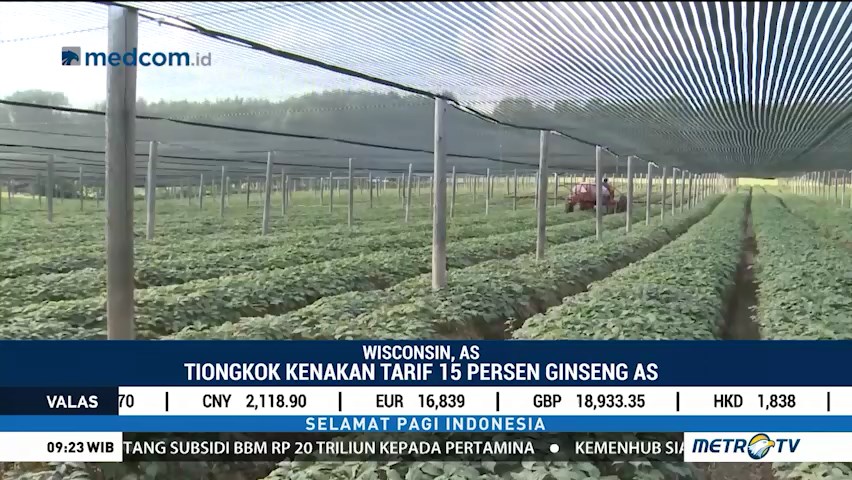 Petani Ginseng Terkena Dampak Perang Dagang AS-Tiongkok
