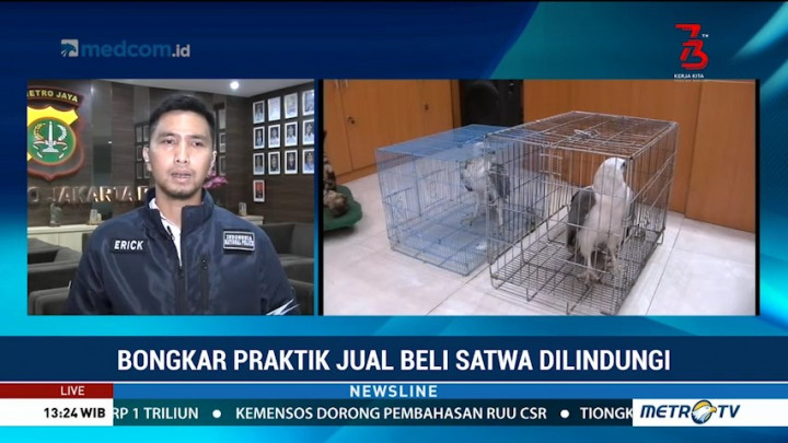 Polisi Bongkar Praktik Jual Beli Satwa Dilindungi Via Media Sosial