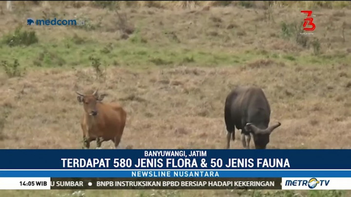 Pesona Taman Nasional Alas Purwo