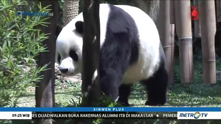 Panda Raksasa Milik Taman Safari Indonesia Terima Penghargaan