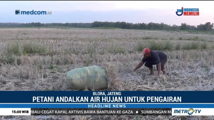 Petani di Blora Rugi Ratusan Juta Akibat Kekeringan
