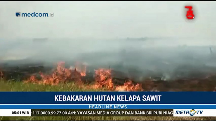 10 Hektare Lahan Perkebunan Sawit di Tanjung Jabung Barat Terbakar