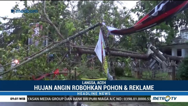  Aceh Diterpa Hujan Angin Kencang, Sebuah Pohon Besar Tumbang