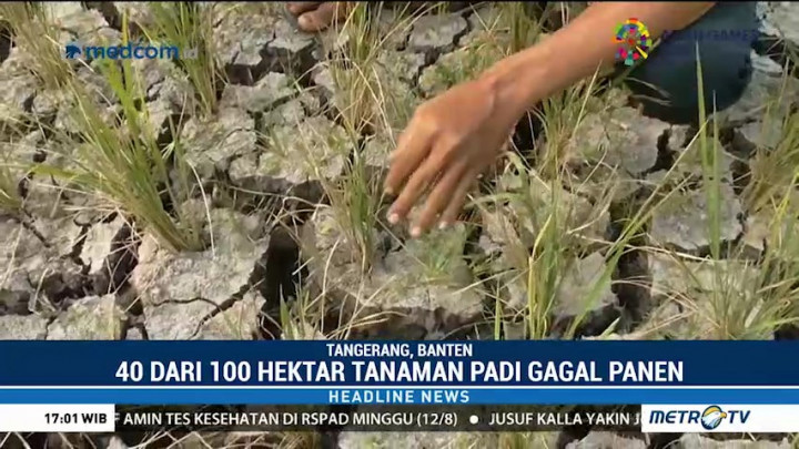 Puluhan Hektare Tanaman Padi di Tangerang Gagal Panen