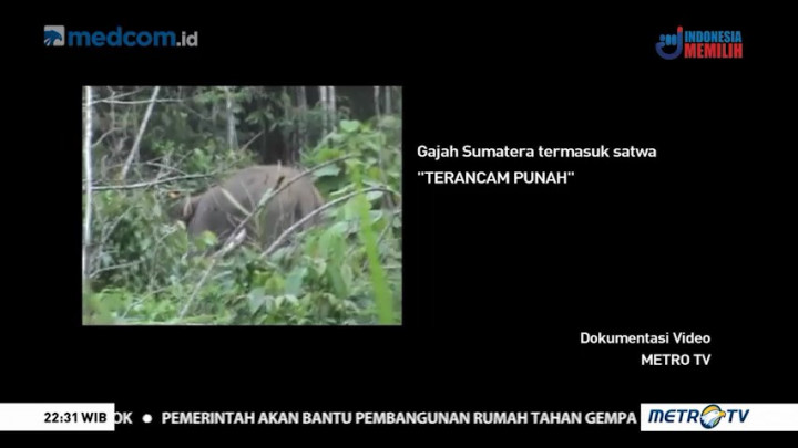 Bersahabat dengan Gajah (1)