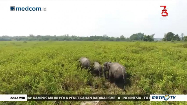 Bersahabat dengan Gajah (2)