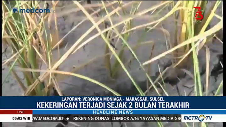 Kekeringan, 300 Hektare Sawah di Bulukumba Gagal Panen