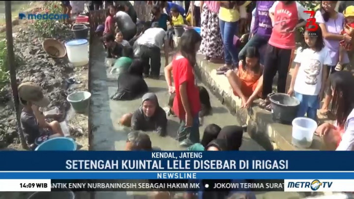 Berebut Lele Ramaikan Peringatan HUT Kemerdekaan RI