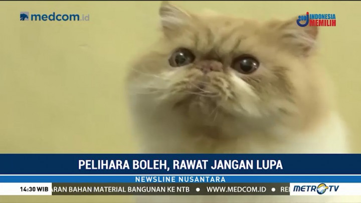 Cara Memelihara Kucing yang Baik dan Benar