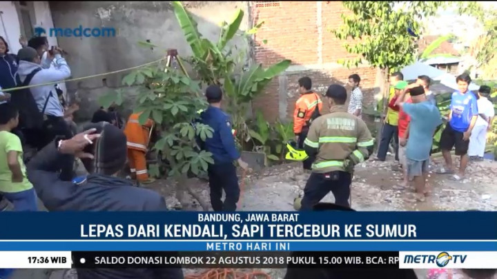 Sapi Kurban Tercebur ke Sumur