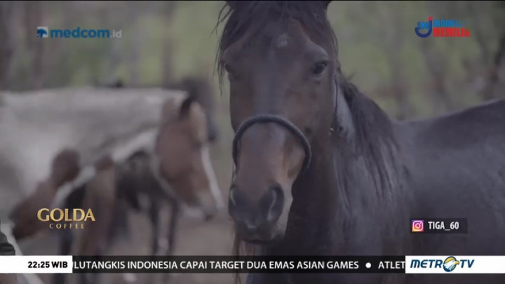 Identitas Kuda Sumba (1)