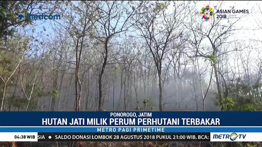 Kebakaran Hutan di Ponorogo Merambat ke Kebun Warga
