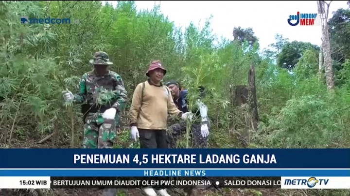 Penemuan 4,5 Hektare Ladang Ganja di Sumut