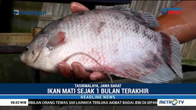 Bakteri Serang Ikan di Tasikmalaya