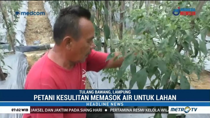 Petani Cabai di Tulang Bawang Terancam Gagal Panen