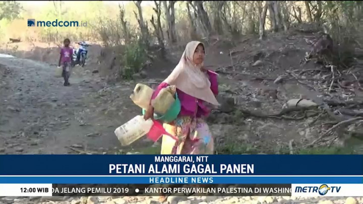Kekeringan, Warga Manggarai Konsumsi Air Tercemar Kotoran Hewan