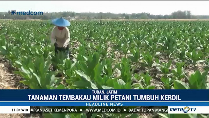 Kekeringan, Puluhan Hektare Tembakau di Tuban Tumbuh Kerdil