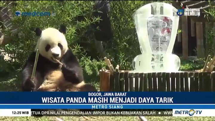 Asyiknya Berwisata ke Istana Panda Taman Safari