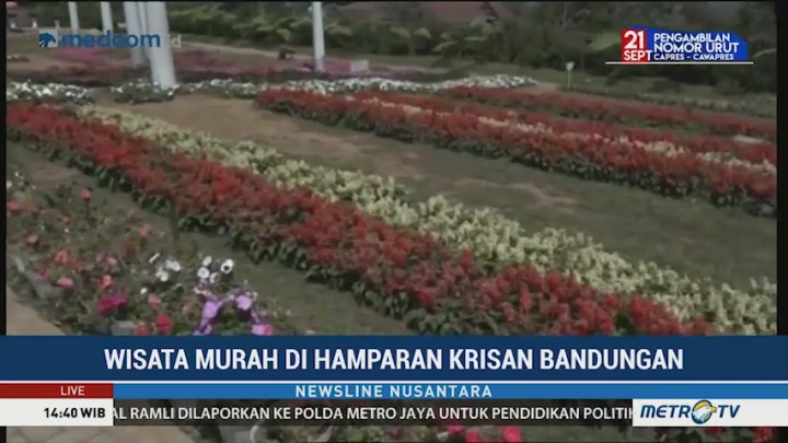 Serunya Berwisata di Kebun Bunga Krisan Bandungan
