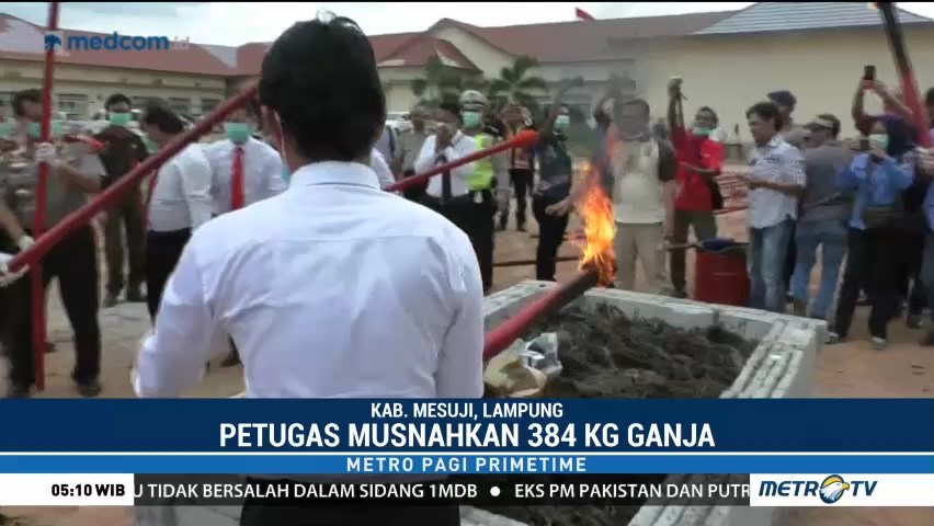 Polres Mesuji Musnahkan 384 Kg Ganja
