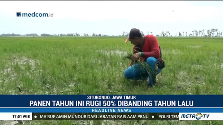 Puluhan Hektare Lahan Petani di Situbondo Gagal Panen