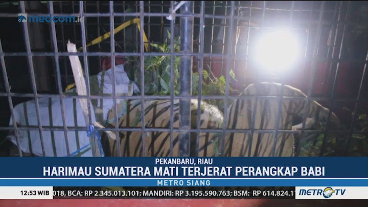 Harimau Sumatera Mati Terjerat Perangkap Babi