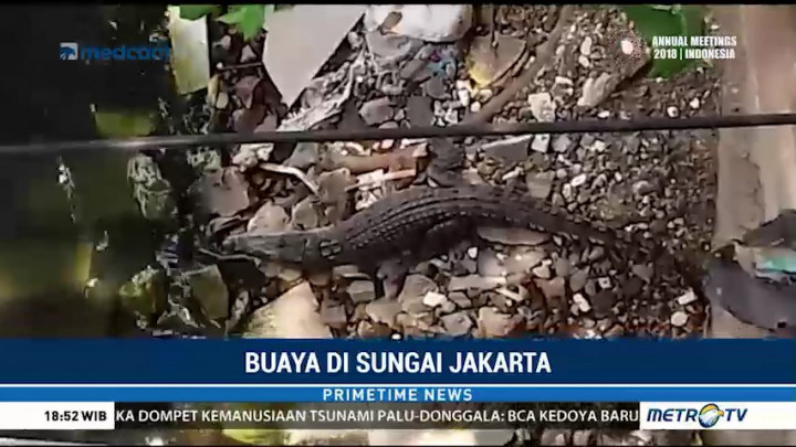 Pencarian Buaya di Kali Pademangan Dihentikan
