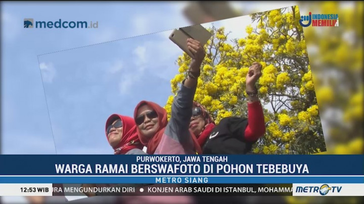 Cantiknya Bunga Tebebuya Bak Sakura di Negeri Jepang