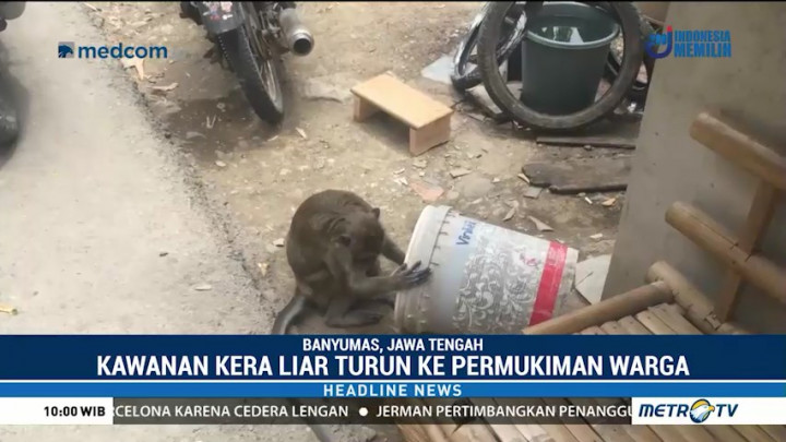 Kemarau Panjang, Kawanan Kera Liar Turun ke Permukiman Warga di Banyumas