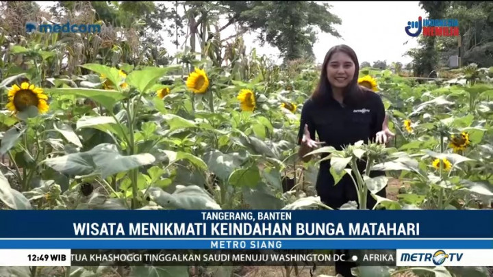 Wisata Taman Bunga Matahari di Tengah Kota