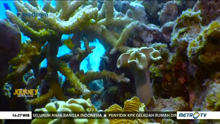 Journey to Taman Nasional Karimunjawa (3)