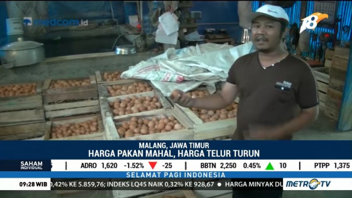 Peternak Ayam Petelur Keluhkan Harga Pakan yang Tinggi