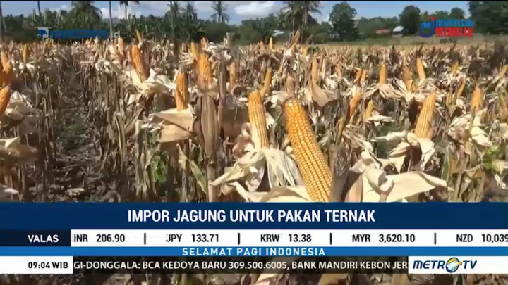 Pemerintah Impor 100 Ribu Ton Jagung untuk Pakan Ternak