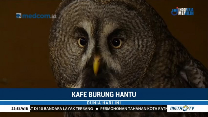 Kafe Unik Bernuansa Burung Hantu di Moskow