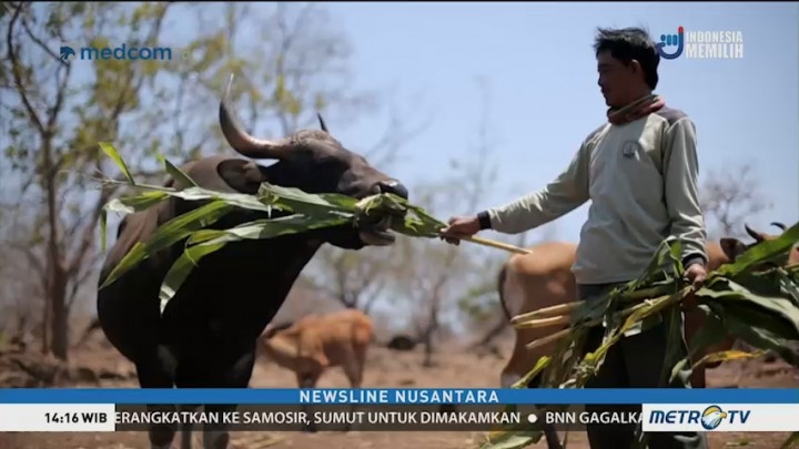 Pesona Africa van Java (2)