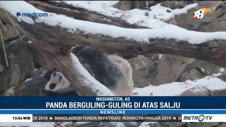 Aksi Panda Sambut Salju Pertama Musim Dingin di Washington