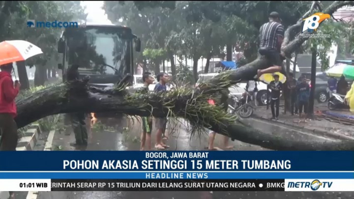 Bogor Diterpa Hujan Angin Kencang, Sebuah Pohon Besar Tumbang