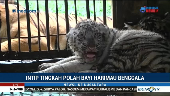 Intip Tingkah Polah Bayi Harimau Benggala