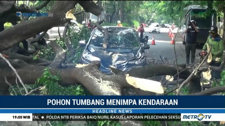 Pohon Tumbang Timpa Kendaraaan di Kebayoran Baru